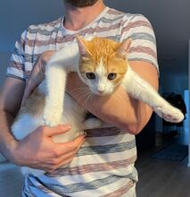 MOGAMBO, Katze, Europäisch Kurzhaar in Philippsburg - Bild 6