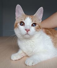 MOGAMBO, Katze, Europäisch Kurzhaar in Philippsburg - Bild 7