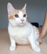 MOGAMBO, Katze, Europäisch Kurzhaar in Philippsburg - Bild 9