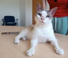 DUQUESA, Katze, Thai-Siam-Mix in Laatzen - Bild 3