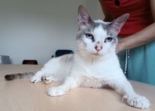 DUQUESA, Katze, Thai-Siam-Mix in Laatzen - Bild 6