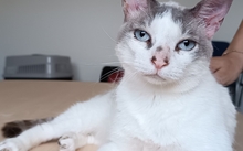 DUQUESA, Katze, Thai-Siam-Mix in Laatzen - Bild 8