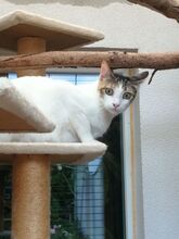 MIRANDA, Katze, Europäisch Kurzhaar in Apolda - Bild 10