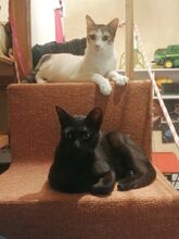 MIRANDA, Katze, Europäisch Kurzhaar in Apolda - Bild 11