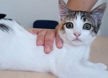 MIRANDA, Katze, Europäisch Kurzhaar in Apolda - Bild 12