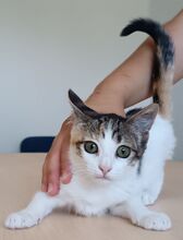 MIRANDA, Katze, Europäisch Kurzhaar in Apolda - Bild 2