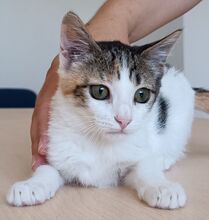 MIRANDA, Katze, Europäisch Kurzhaar in Apolda - Bild 3