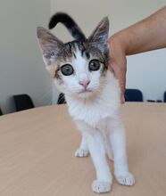 MIRANDA, Katze, Europäisch Kurzhaar in Apolda - Bild 4