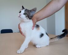 MIRANDA, Katze, Europäisch Kurzhaar in Apolda - Bild 5