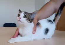 MIRANDA, Katze, Europäisch Kurzhaar in Apolda - Bild 6