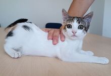 MIRANDA, Katze, Europäisch Kurzhaar in Apolda - Bild 7
