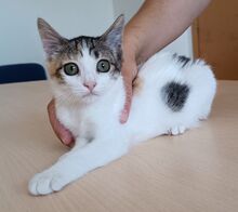 MIRANDA, Katze, Europäisch Kurzhaar in Apolda - Bild 8