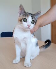 MIRANDA, Katze, Europäisch Kurzhaar in Apolda - Bild 9