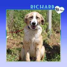 RICHARD, Hund, Mischlingshund in Bulgarien - Bild 1