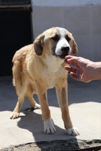 RICHARD, Hund, Mischlingshund in Bulgarien - Bild 10