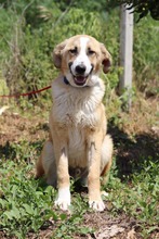 RICHARD, Hund, Mischlingshund in Bulgarien - Bild 11