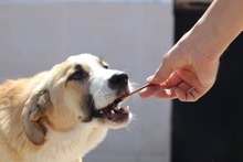RICHARD, Hund, Mischlingshund in Bulgarien - Bild 12