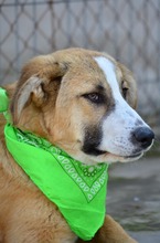 RICHARD, Hund, Mischlingshund in Bulgarien - Bild 2