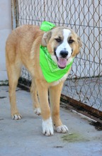 RICHARD, Hund, Mischlingshund in Bulgarien - Bild 3