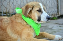 RICHARD, Hund, Mischlingshund in Bulgarien - Bild 4