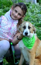 RICHARD, Hund, Mischlingshund in Bulgarien - Bild 5