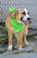 RICHARD, Hund, Mischlingshund in Bulgarien - Bild 6