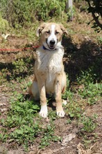 RICHARD, Hund, Mischlingshund in Bulgarien - Bild 7