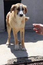RICHARD, Hund, Mischlingshund in Bulgarien - Bild 8