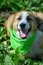 RICHARD, Hund, Mischlingshund in Bulgarien - Bild 9
