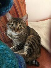 REINA, Katze, Europäisch Kurzhaar in Dassendorf - Bild 10