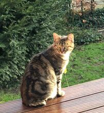 REINA, Katze, Europäisch Kurzhaar in Dassendorf - Bild 11