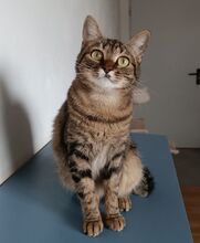REINA, Katze, Europäisch Kurzhaar in Dassendorf - Bild 12