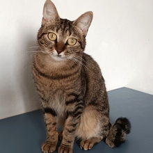 REINA, Katze, Europäisch Kurzhaar in Dassendorf - Bild 13