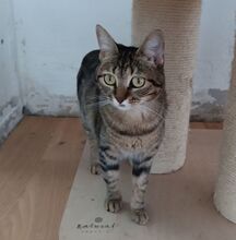 REINA, Katze, Europäisch Kurzhaar in Dassendorf - Bild 14