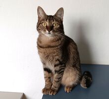 REINA, Katze, Europäisch Kurzhaar in Dassendorf - Bild 15