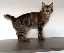 REINA, Katze, Europäisch Kurzhaar in Dassendorf - Bild 16