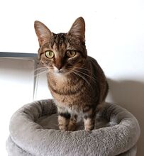 REINA, Katze, Europäisch Kurzhaar in Dassendorf - Bild 17