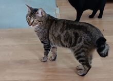 REINA, Katze, Europäisch Kurzhaar in Dassendorf - Bild 18