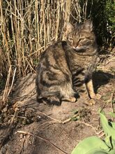 REINA, Katze, Europäisch Kurzhaar in Dassendorf - Bild 19