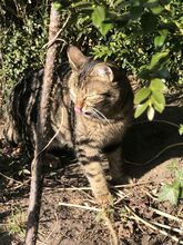 REINA, Katze, Europäisch Kurzhaar in Dassendorf - Bild 2