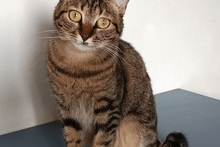 REINA, Katze, Europäisch Kurzhaar in Dassendorf - Bild 20