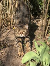 REINA, Katze, Europäisch Kurzhaar in Dassendorf - Bild 3