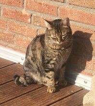 REINA, Katze, Europäisch Kurzhaar in Dassendorf - Bild 4