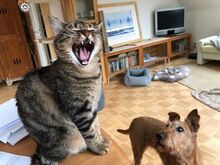 REINA, Katze, Europäisch Kurzhaar in Dassendorf - Bild 5