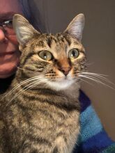 REINA, Katze, Europäisch Kurzhaar in Dassendorf - Bild 6