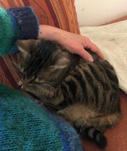 REINA, Katze, Europäisch Kurzhaar in Dassendorf - Bild 7