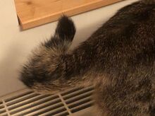 REINA, Katze, Europäisch Kurzhaar in Dassendorf - Bild 8