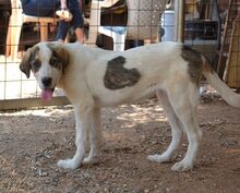 CHARLINE, Hund, Mischlingshund in Griechenland - Bild 1