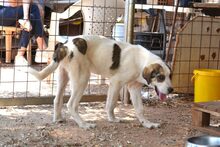 CHARLINE, Hund, Mischlingshund in Griechenland - Bild 2