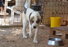 CHARLINE, Hund, Mischlingshund in Griechenland - Bild 3